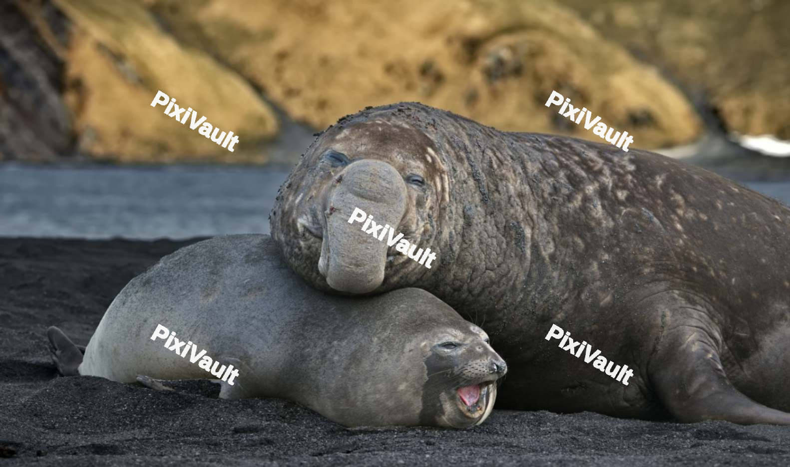 Elephant Seal with Baby